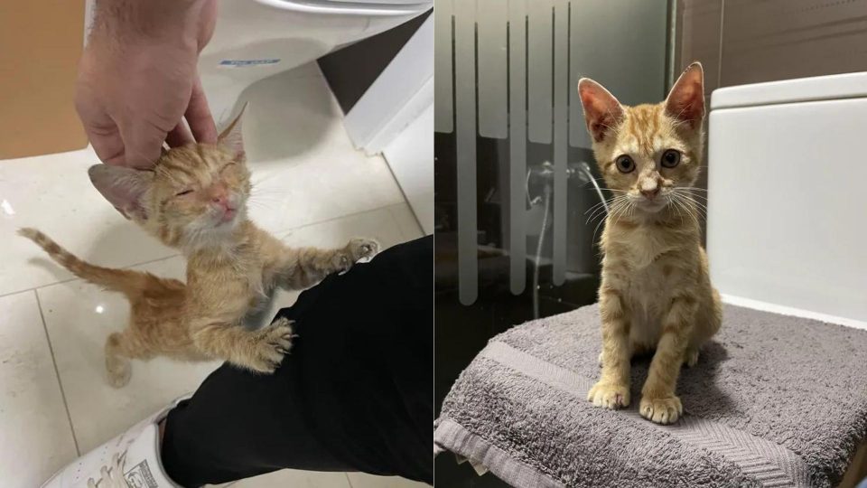 Man Found A Kitten In A Bus Engine Who Changed His Life